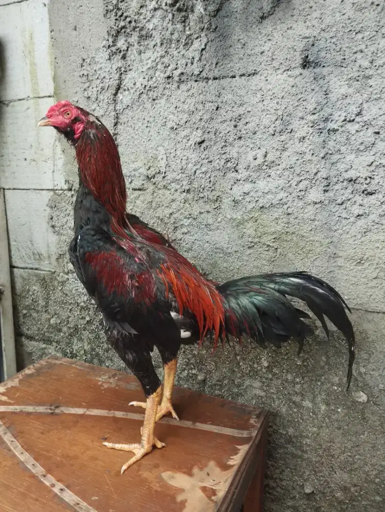 Ayam Pamangon 6 bulanan