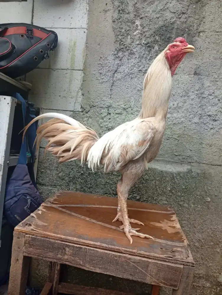 Ayam BK pakhoy muda