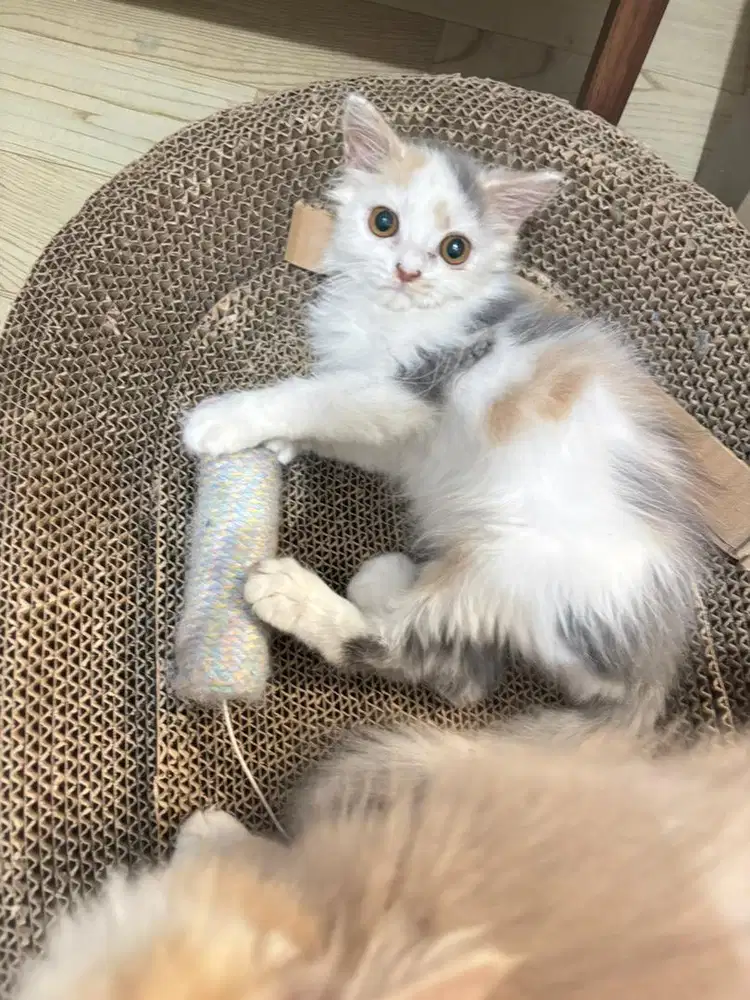 Kucing Calico betina usia 3,5 bulan