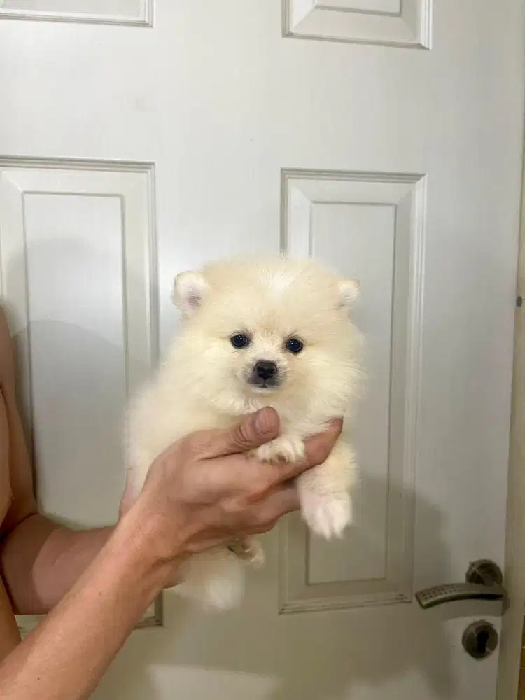 Super minipom jantan