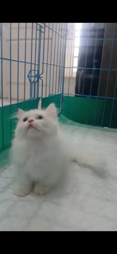 Kitten Munchkin Cebol Kaki Pendek