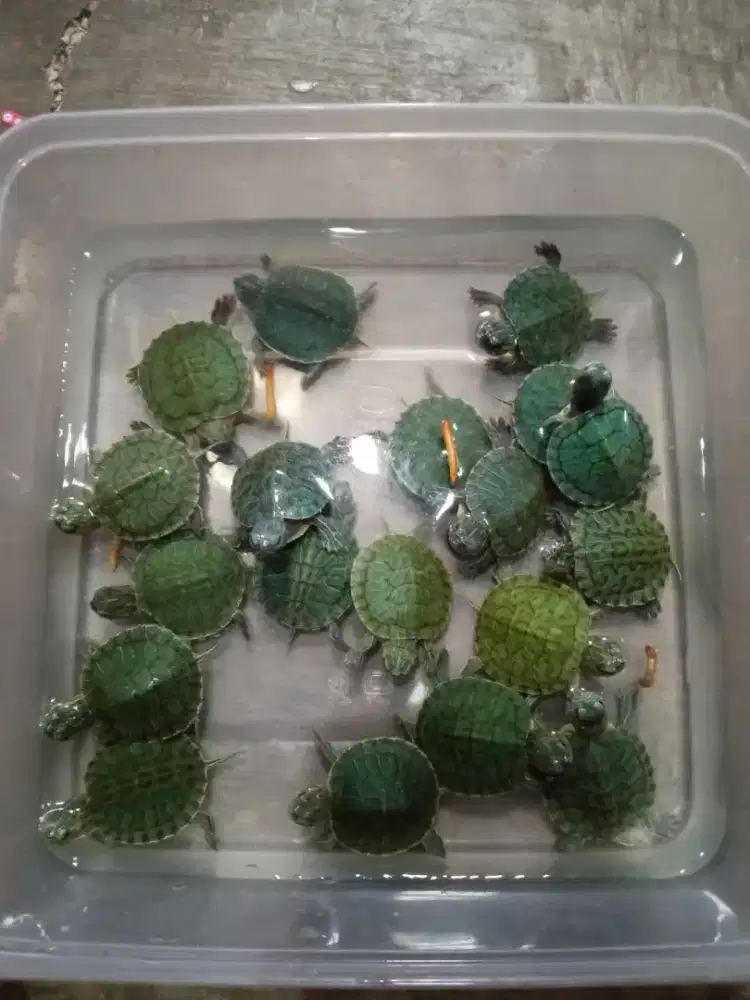 Kura kura brazil