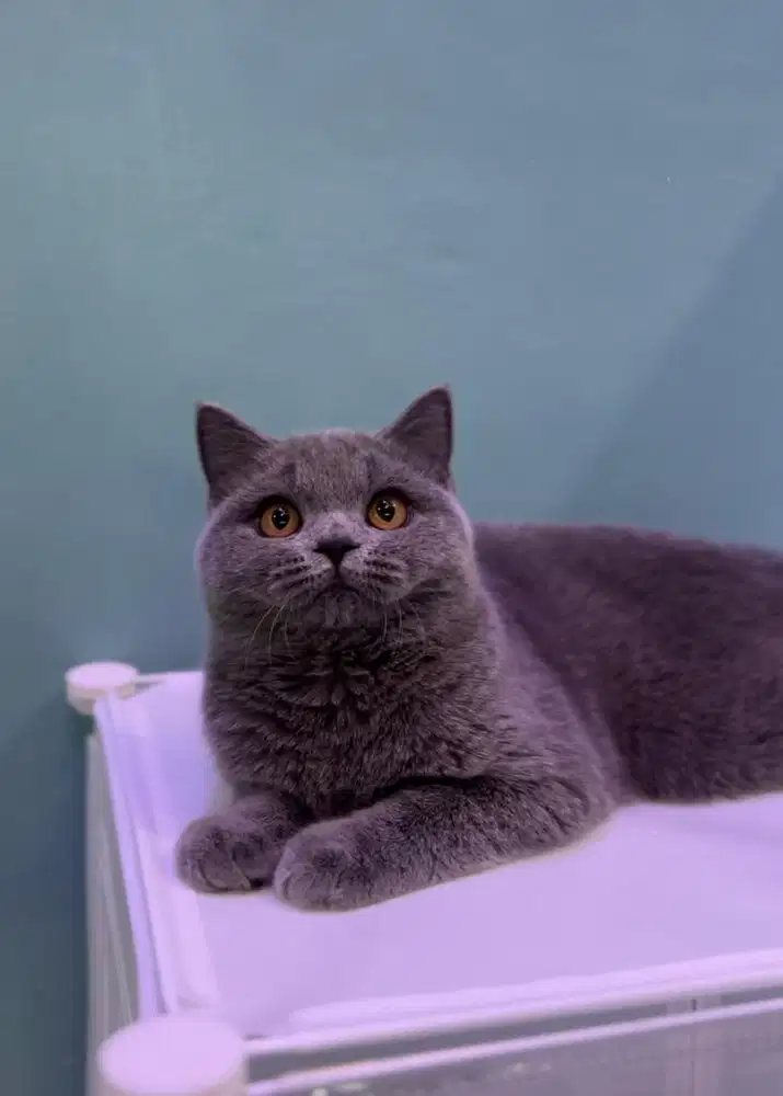 Kucing bsh british shorthair betina