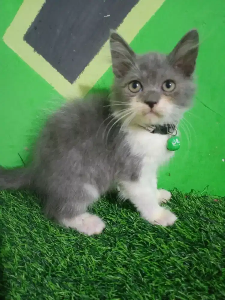 Kitten persia platnose