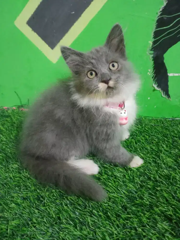 Kitten persia Betina