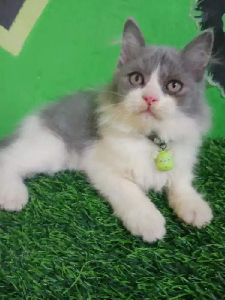 Kitten persia jantan