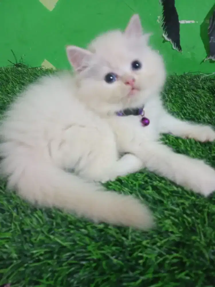 Kitten betina platnose