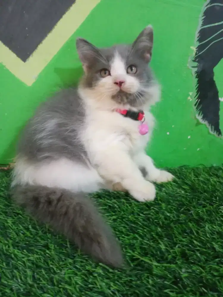 Kitten persia betina