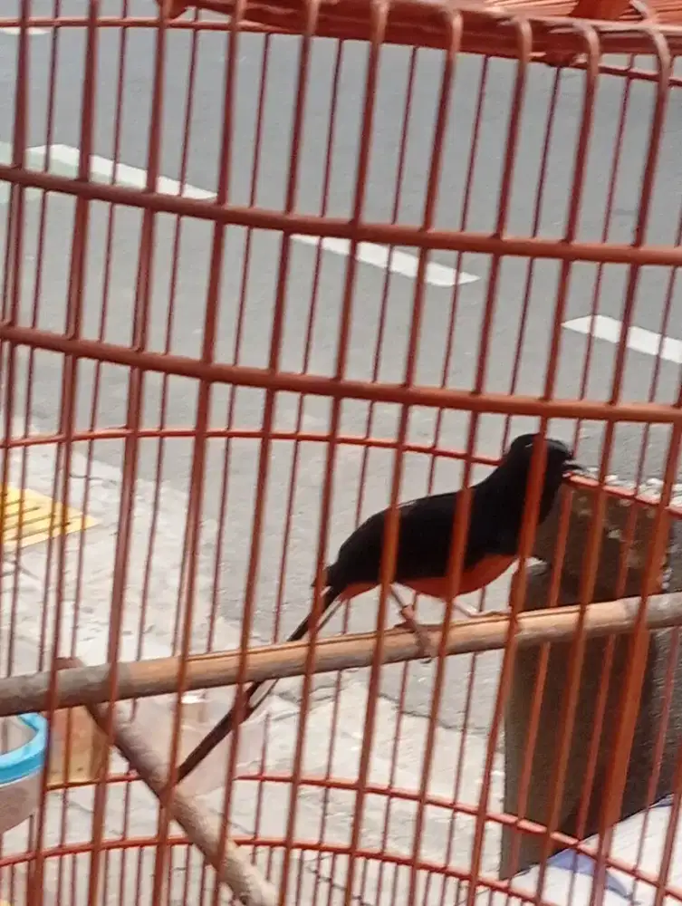 Murai baru medan gacor dorr