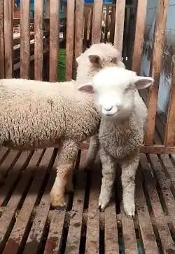 2 pasang anakan cempe domba merino super 4 bulanan shaun the sheep top