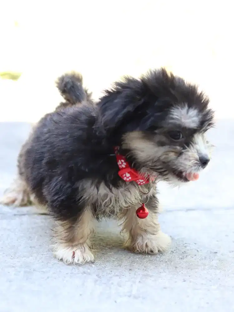 Anak Anjing Ras Campuran