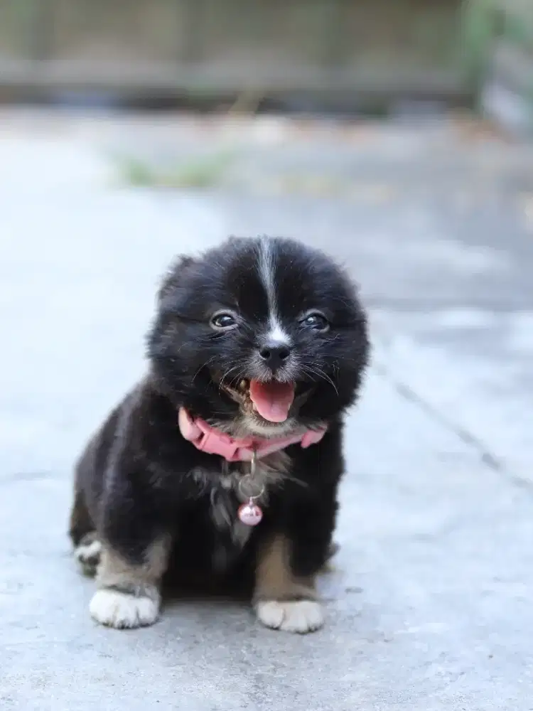 Anak Anjing Ras Campuran