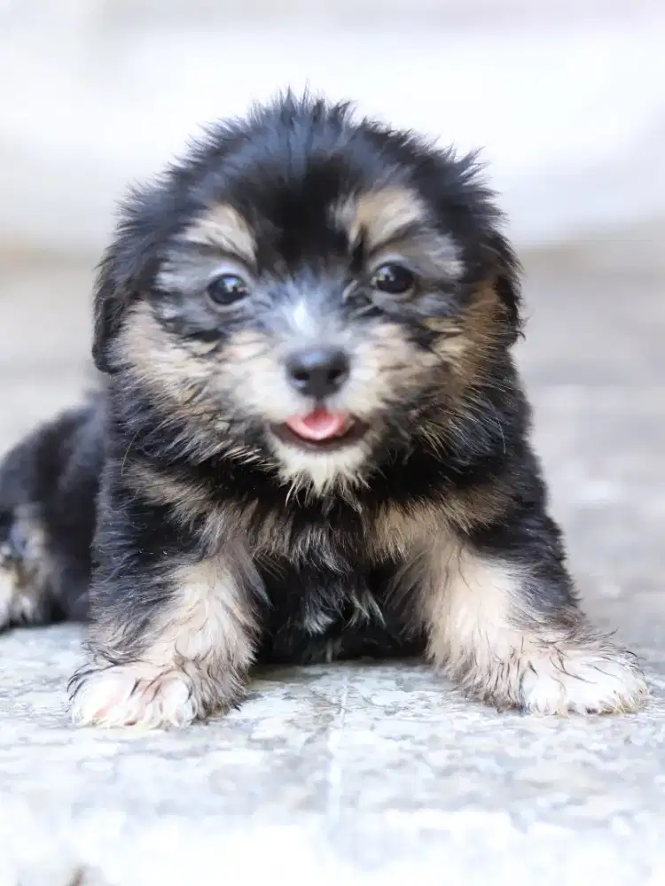Anak Anjing Ras Campuran