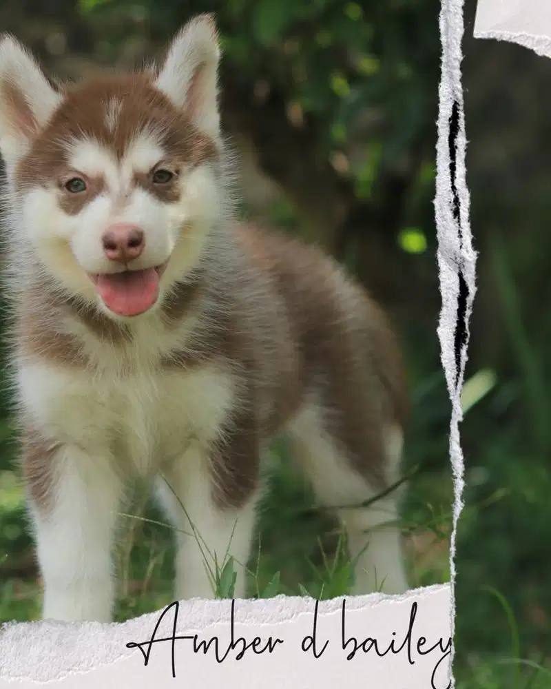 siberian husky gemoy