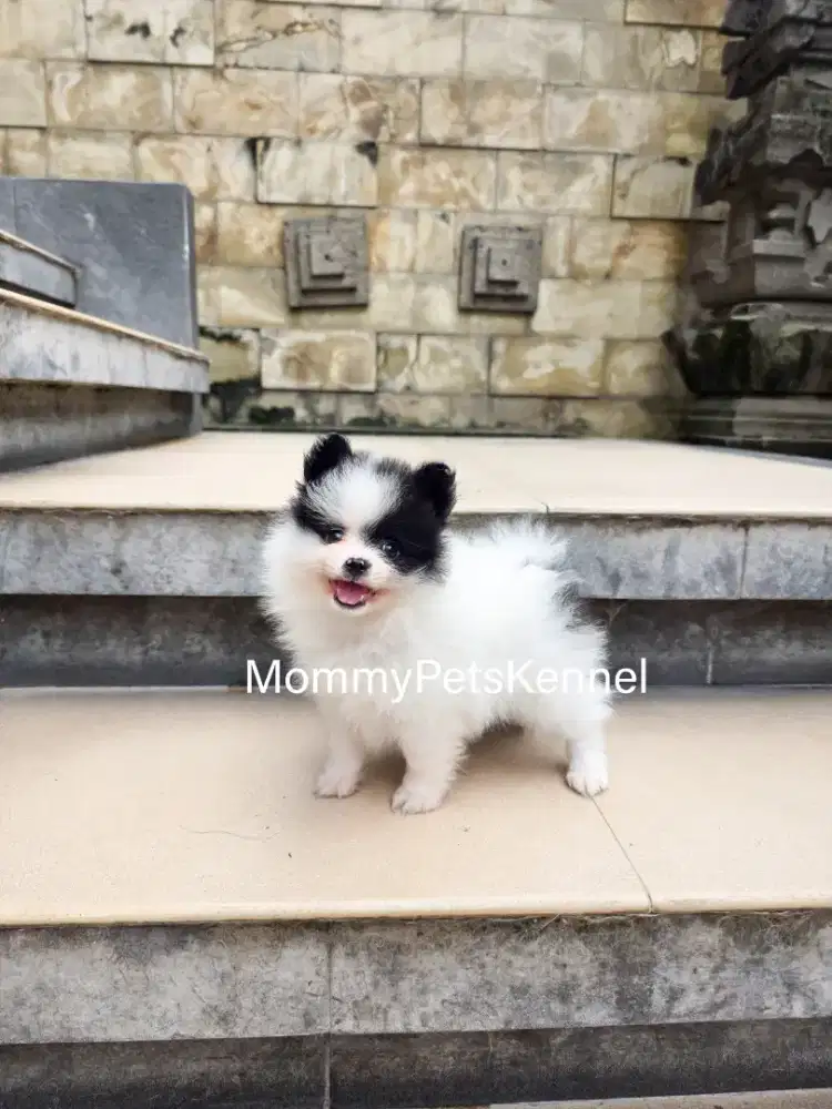 Pom supermini Pom anjing  termurah