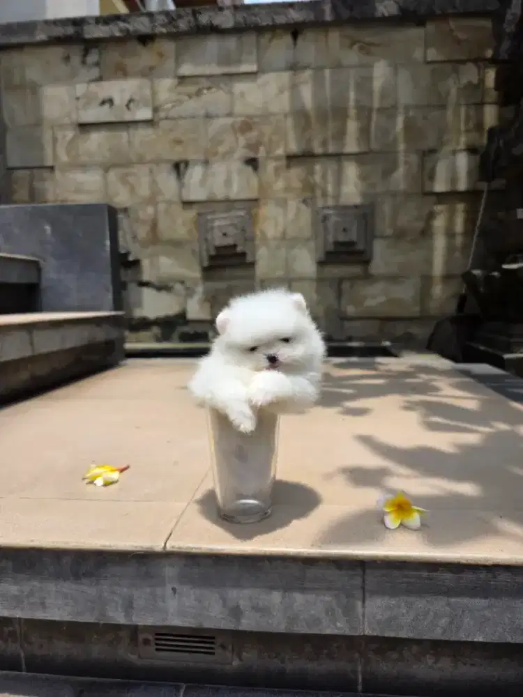 Anjing teacup Pom Pomeranian
