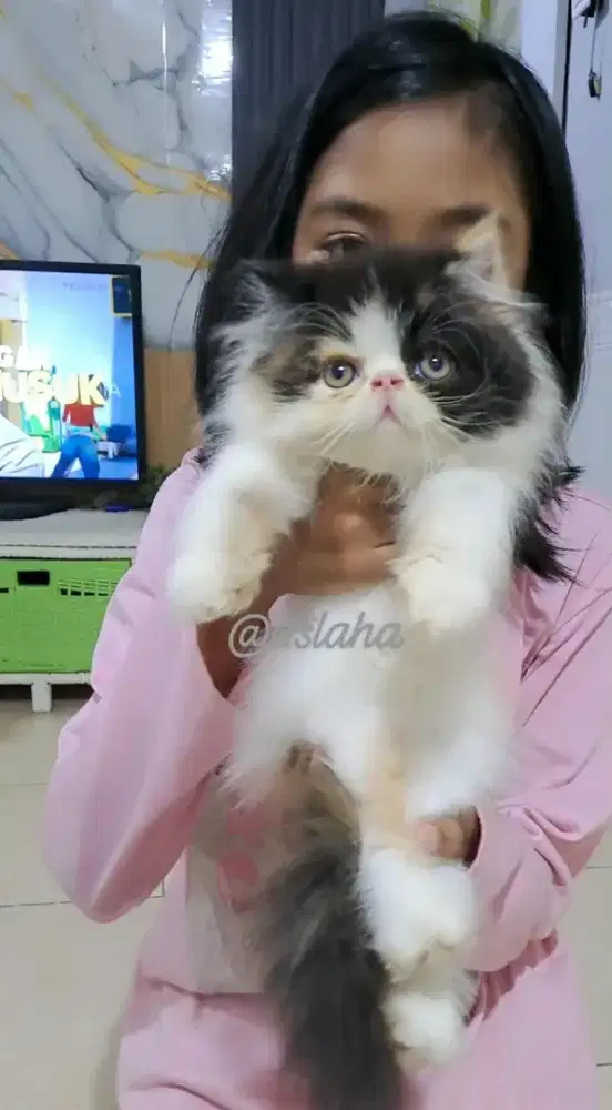 Anak kucing anggora/kitten peaknose  betina/kucing persia betina