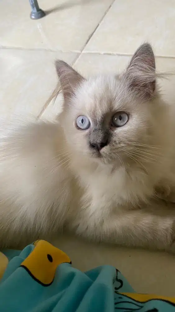 Kucing persia himalaya, bulu kapas
