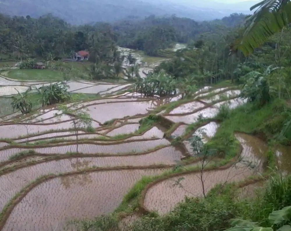 Dijual Cepat! Sebidang Tanah Pertanian. Harga Nego!