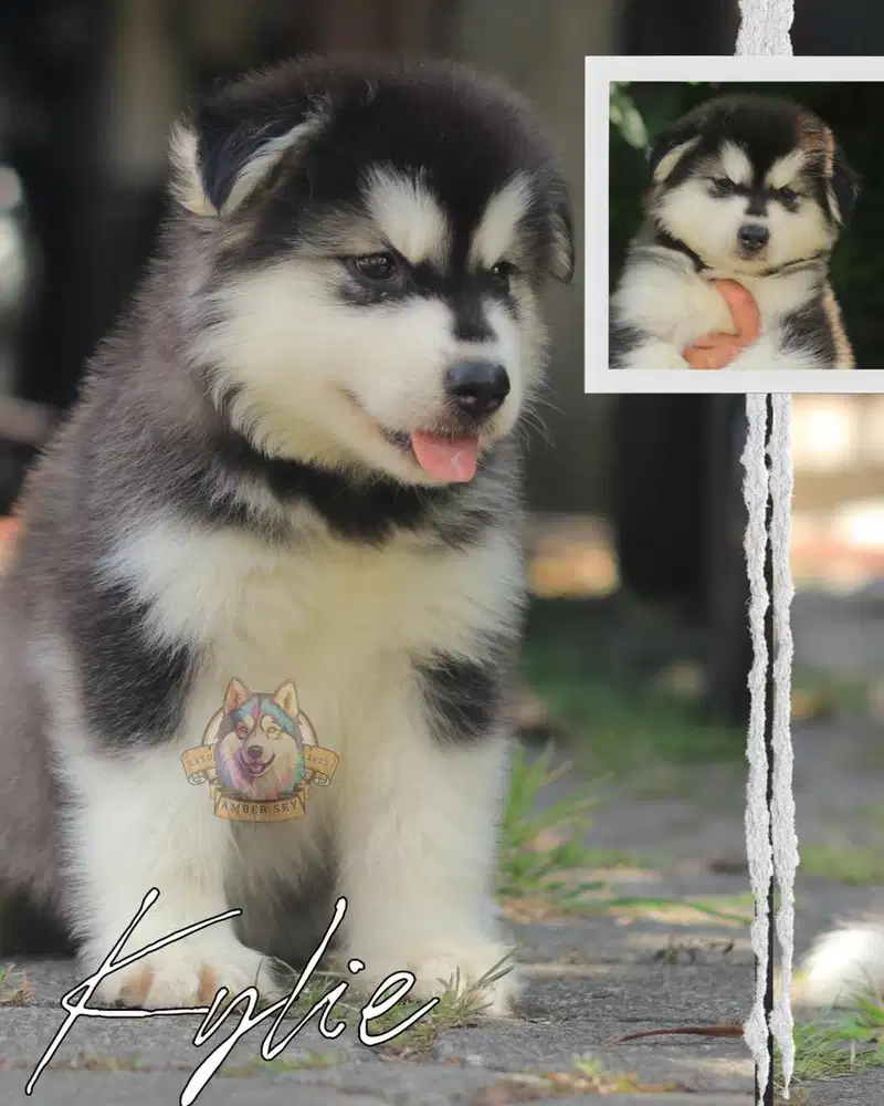 alaskan malamute giant