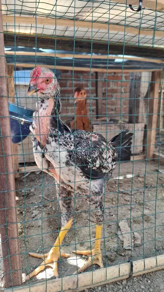 ANAKAN JANTAN BULBI