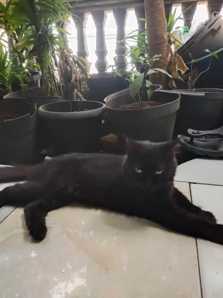 Kucing Anggora warna item