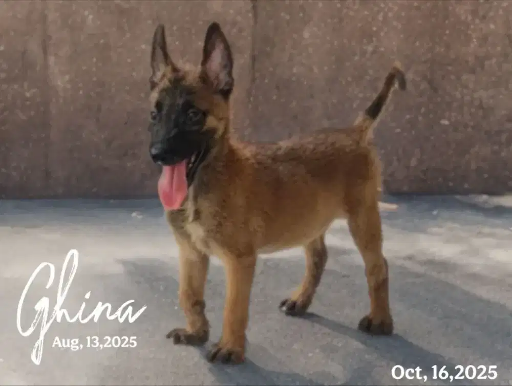 Di jual anakan Belgian Malinois Betina