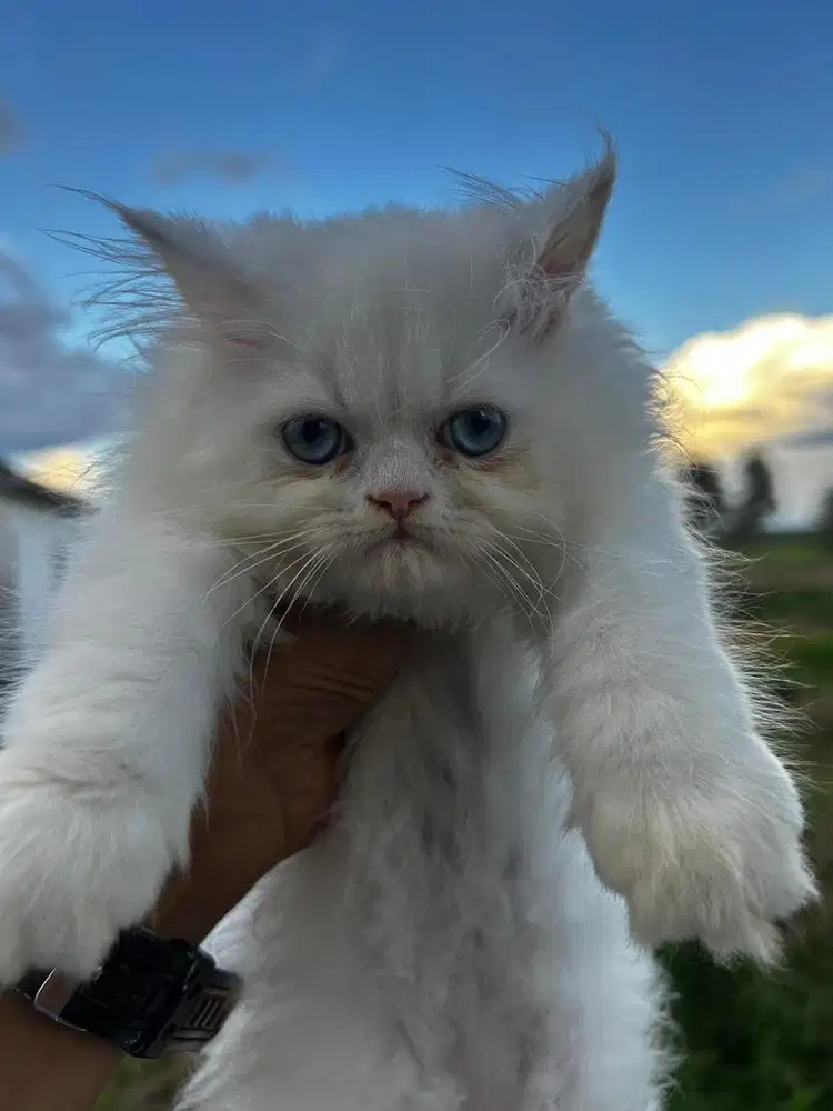 Lepas Adopt Kucing Kitten