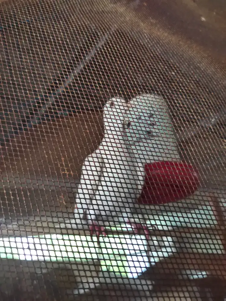 Burung Merpati + Kandang besar