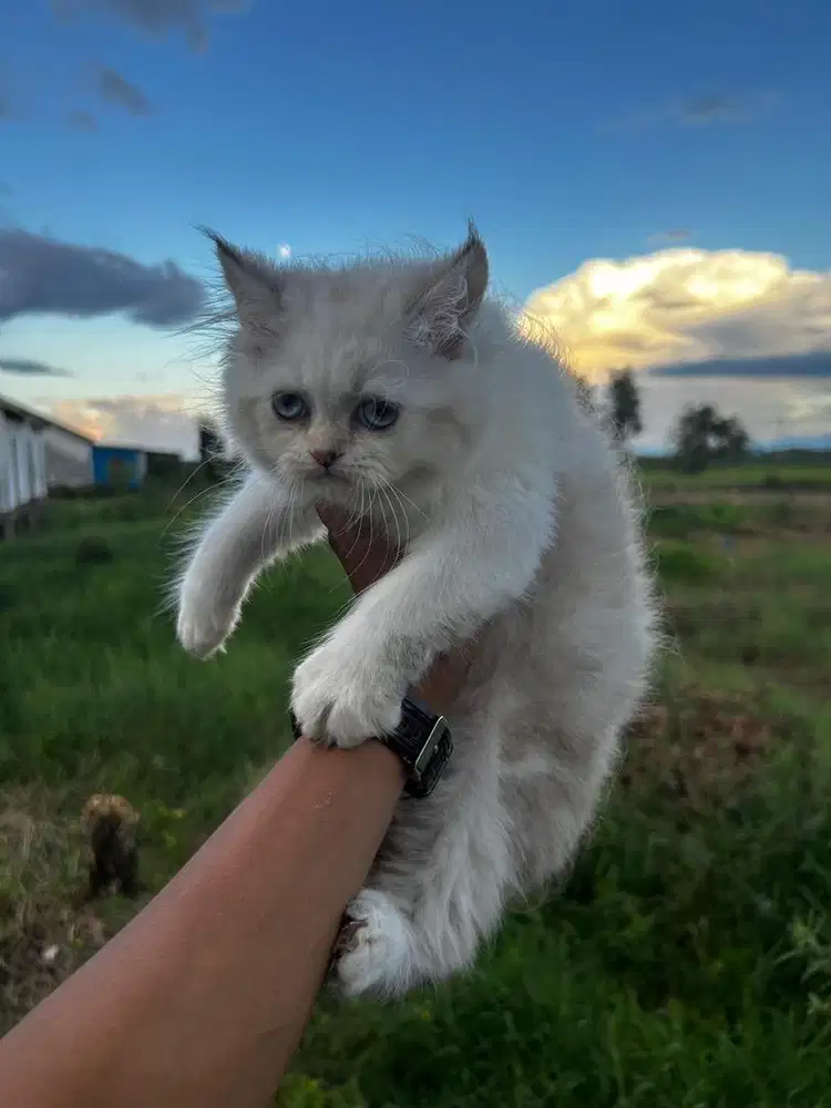 Lepas Adopsi Kucing Kitten
