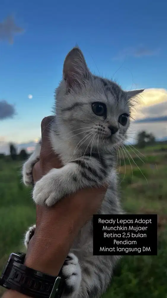 Lepas Adopsi Kucing Kitten