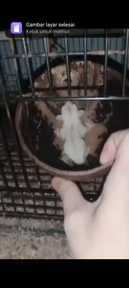 Sugar Glider CREAMOZ