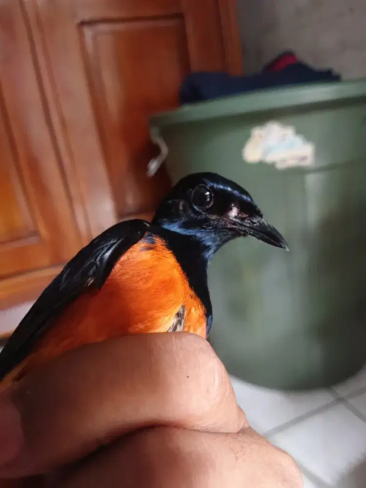 Murai batu MH makan pore mulus