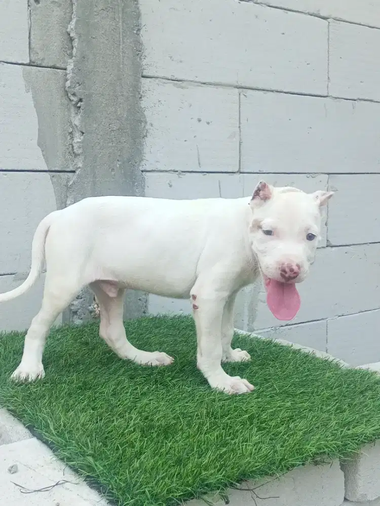 PITBULL ALLWHITE