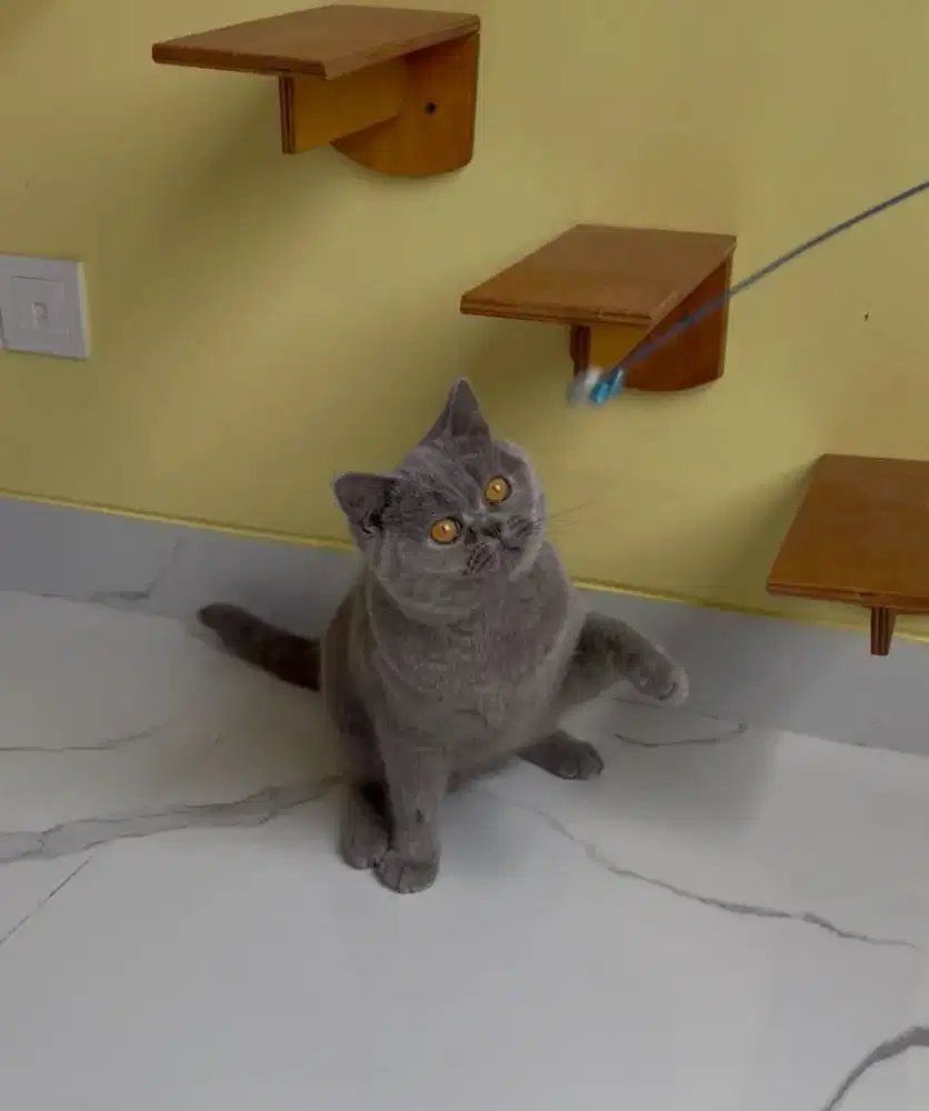 British shorthair male