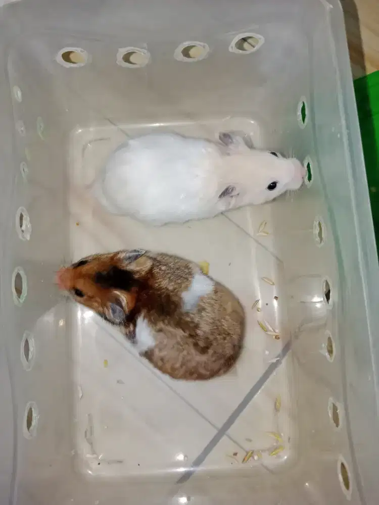 Hamster berbagai jenis
