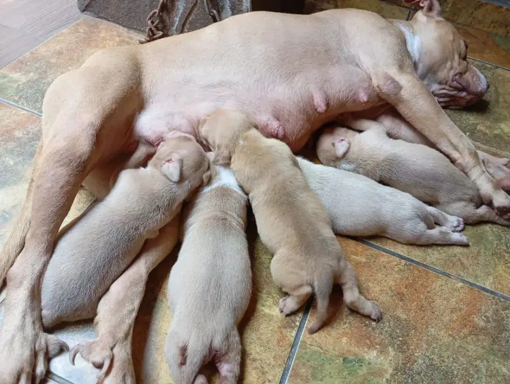 Puppies 100% pitbull big size