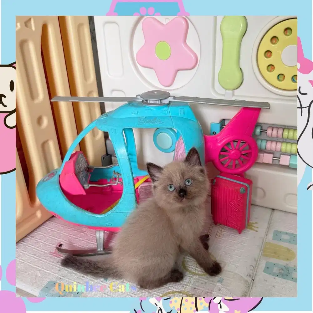 Kucing Himalaya Jantan chocolate Cinnamon