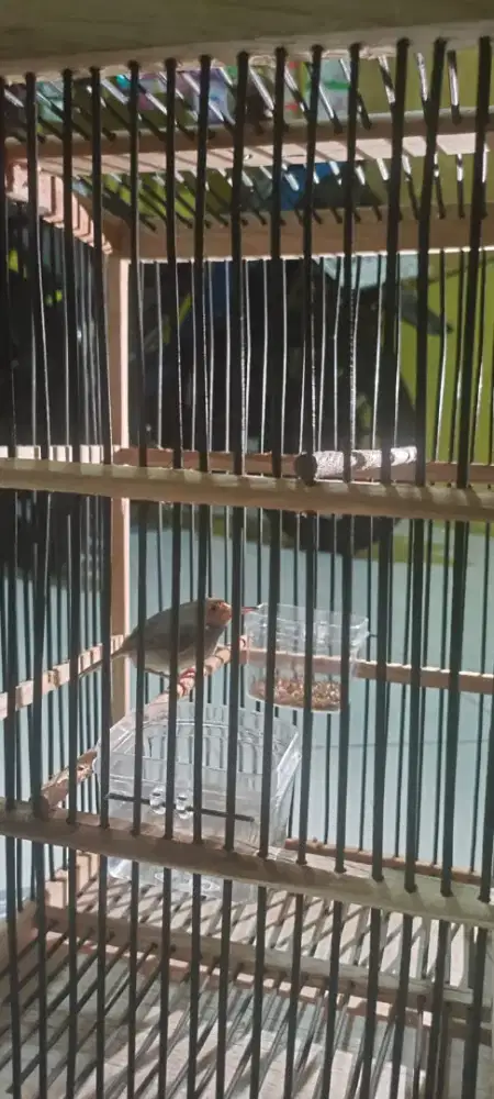 Dijual burung prenjak beserta sangkrnya bisa bunyi tp blm sering