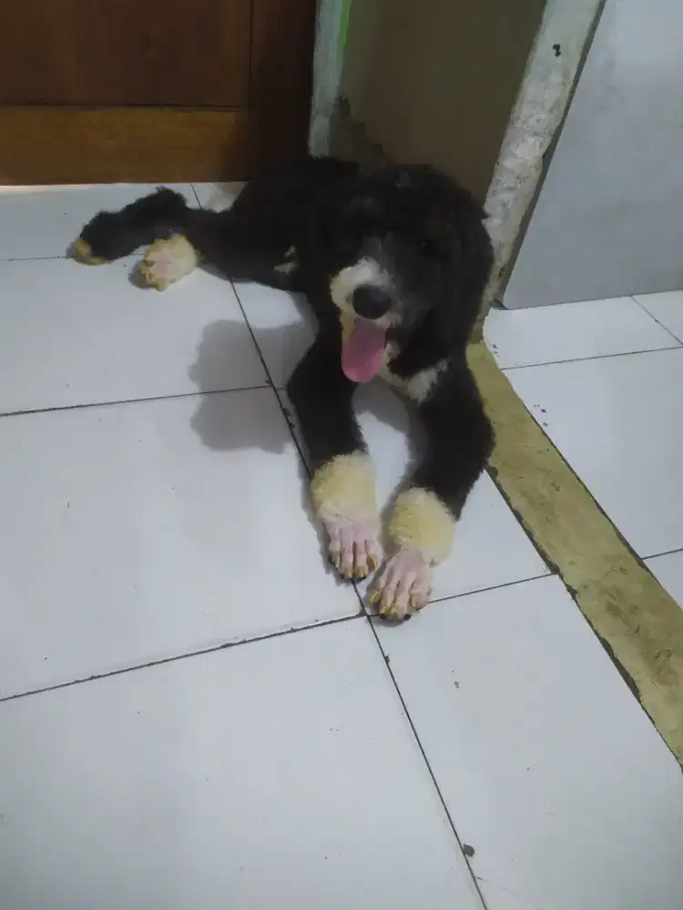 Giant poodle jantan