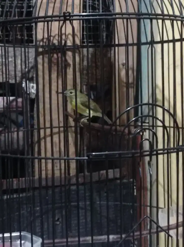 Burung korlap / Kolibri