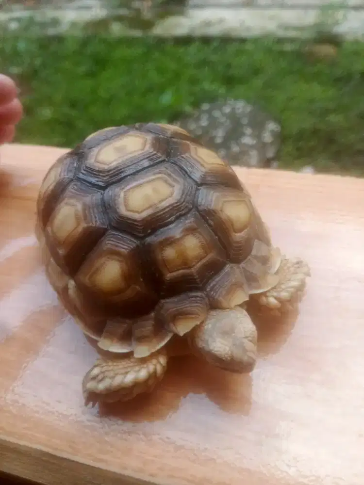 SULCATA 10CM DAN KANDANG