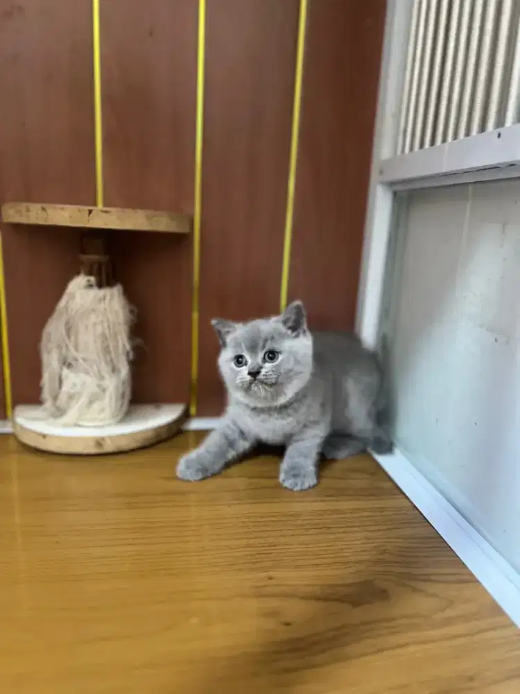 British shorthair