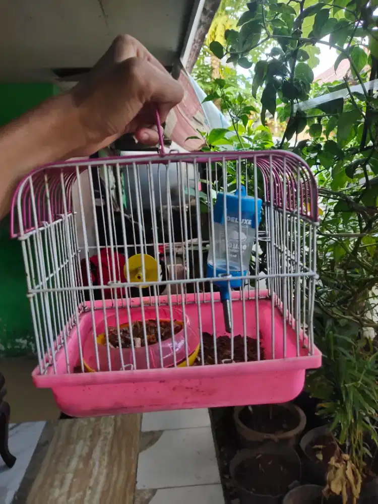 Kandang Hamster beserta tempat minum dan ayunan nya