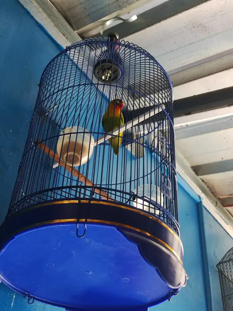 Burung Love Bird + Kandang VPC