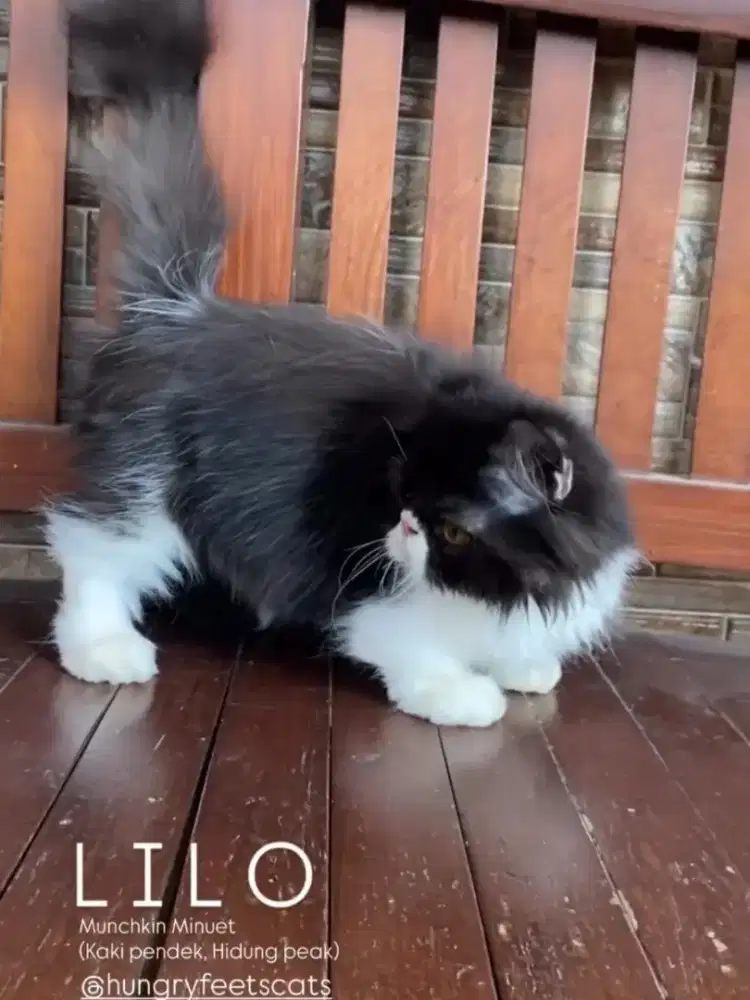 KUCING MUNCHKIN MINUET JANTAN (CEBOL PESEK)