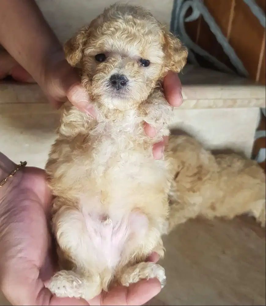 jual anak kan tiny poodle 2 bulan