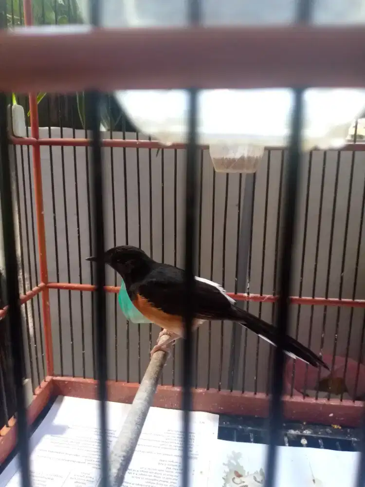 Jual burung murai betina