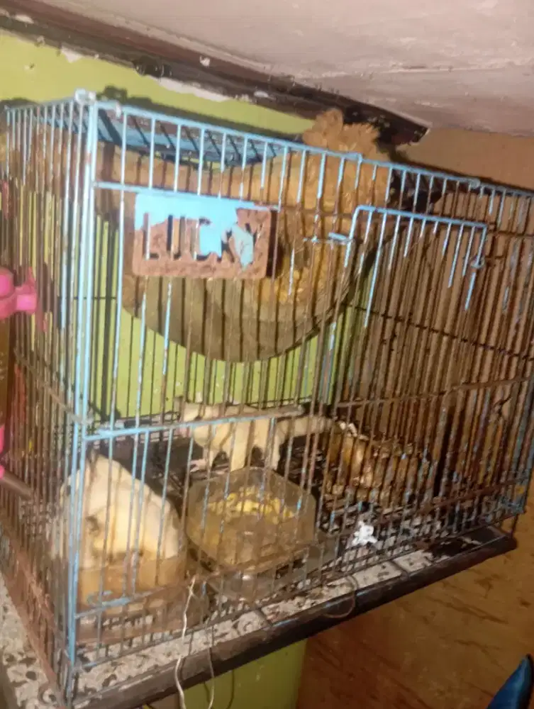 Sugar glider leucistic sepasang