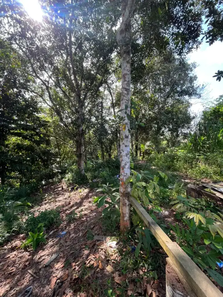 Tanah kavling kebun